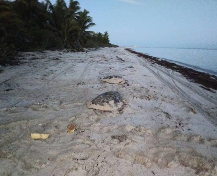 Rompe récord Campamento Tortuguero Punta Xen, en anidación de tortugas marinas