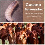Gusano barrenador