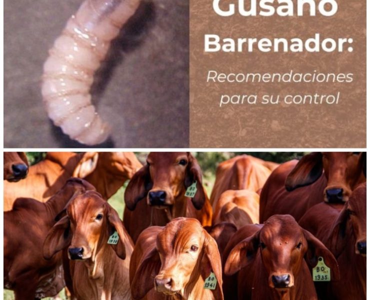 Gusano barrenador