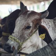 ¡Alerta bajo control! Yucatán avanza en la lucha contra el gusano barrenador