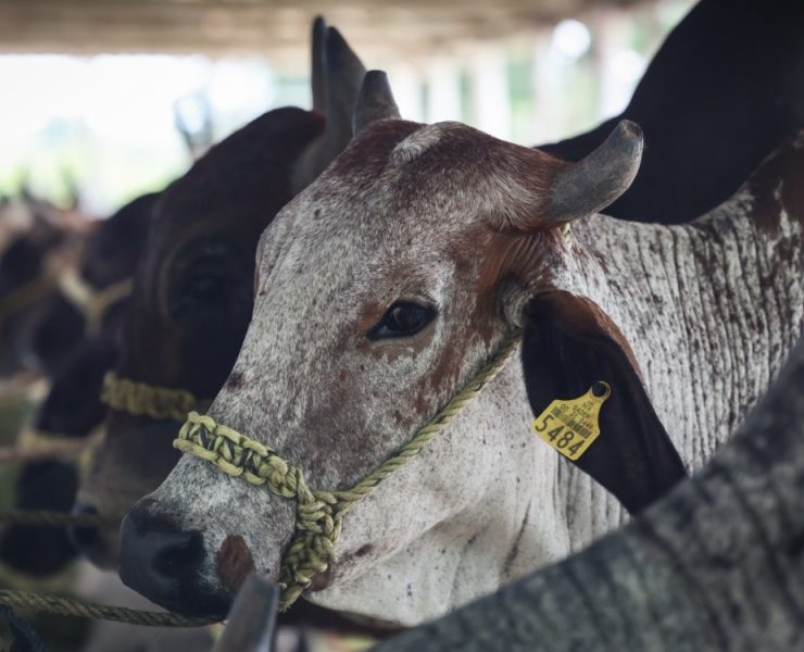 ¡Alerta bajo control! Yucatán avanza en la lucha contra el gusano barrenador