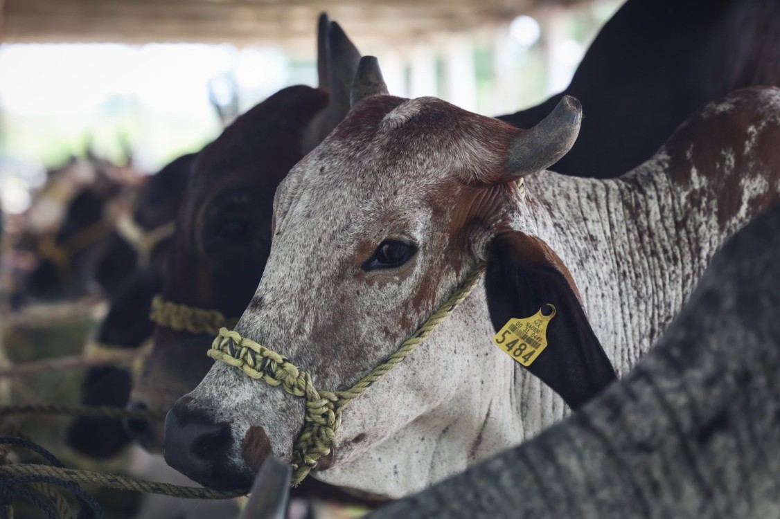 ¡Alerta bajo control! Yucatán avanza en la lucha contra el gusano barrenador