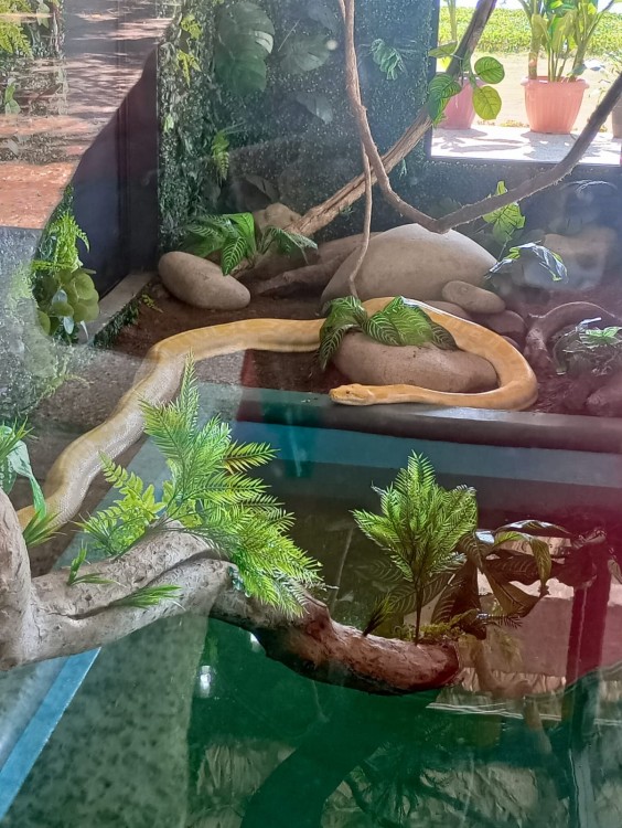 estival como el herpetario