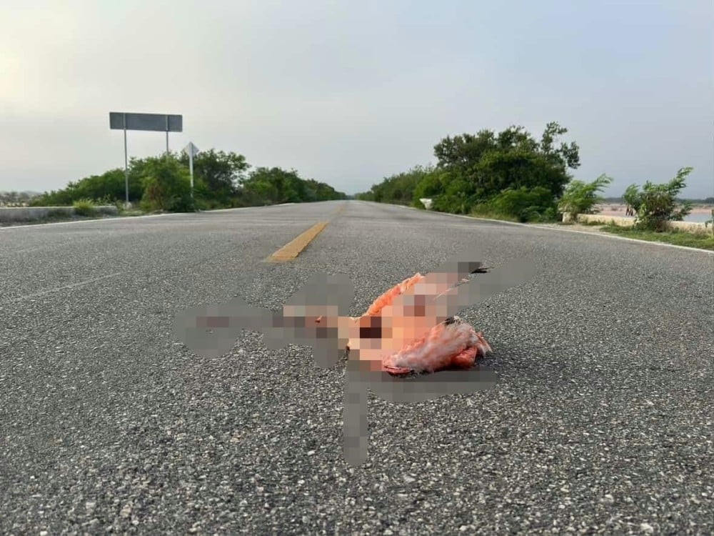Crueldad o descuido: flamenco atropellado en carretera