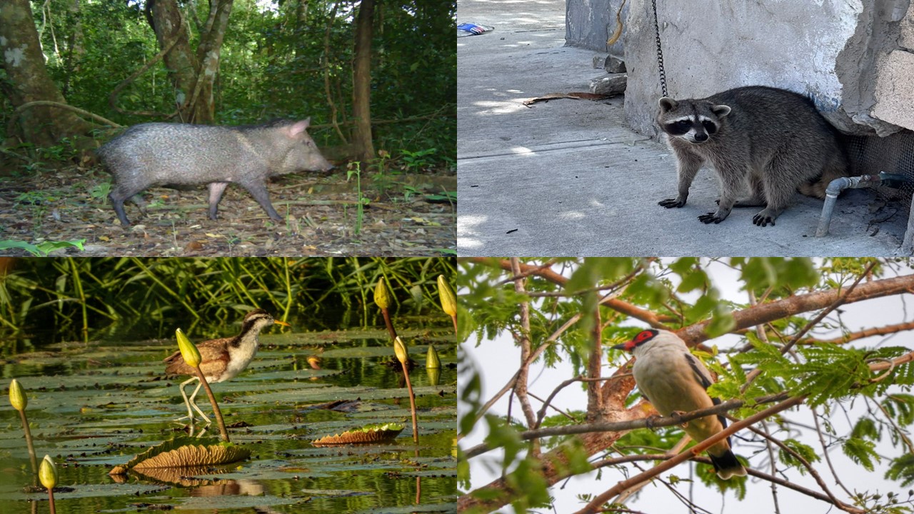 En la Península de Yucatán se carece de un Centro para llevar la fauna rescatada
