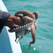 Arranca la temporada del pulpo con 29 mil toneladas esperadas