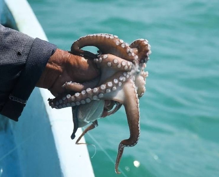 Arranca la temporada del pulpo con 29 mil toneladas esperadas