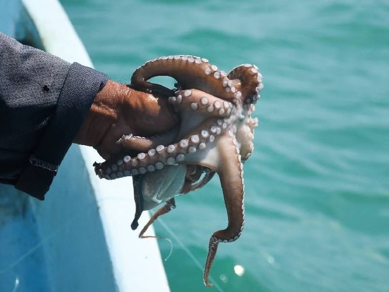 Arranca la temporada del pulpo con 29 mil toneladas esperadas