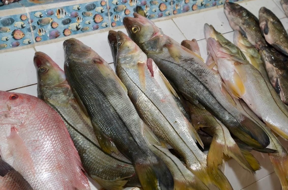 Pescadores ribereños reportan baja captura de escama
