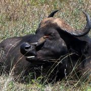 Búfalo embistió y mató a millonario estadounidense