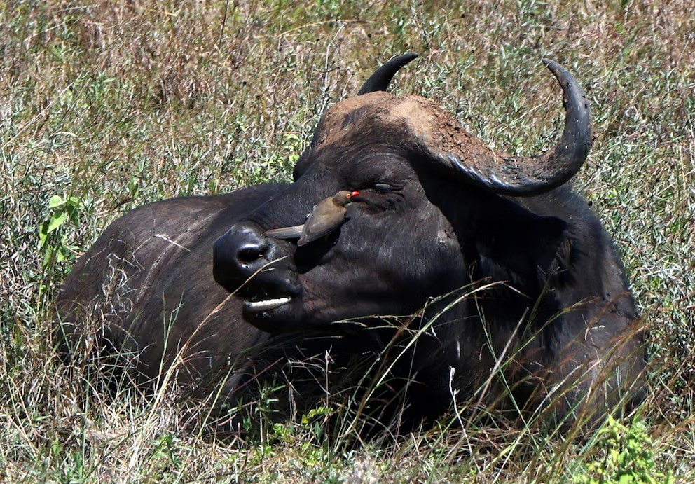 Búfalo embistió y mató a millonario estadounidense