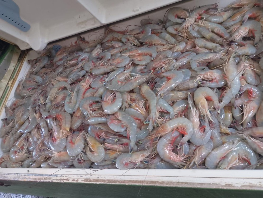 Marina asegura lancha con camarón vedado