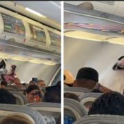 Captan a Gran Danés en un avión y se apodera de las redes sociales por su colosal tamaño