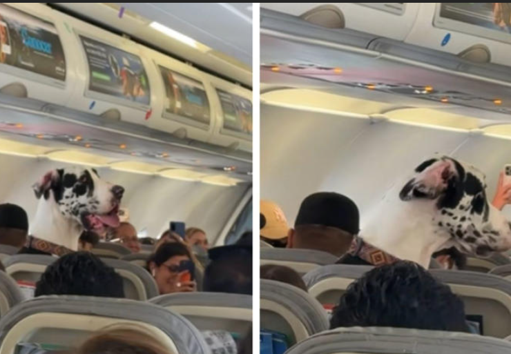 Captan a Gran Danés en un avión y se apodera de las redes sociales por su colosal tamaño