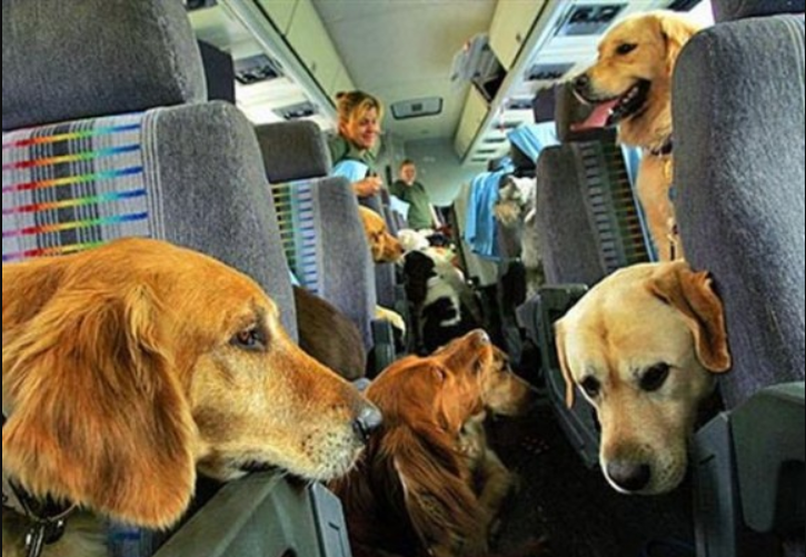 ¿Una aerolínea para mascotas? Este es el objetivo de “Bark Air”