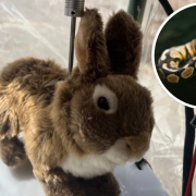 Conejos robots para cazar serpientes en Florida, una forma de preservación