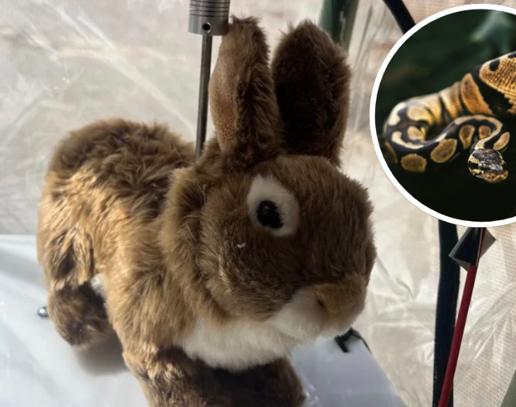 Conejos robots para cazar serpientes en Florida, una forma de preservación