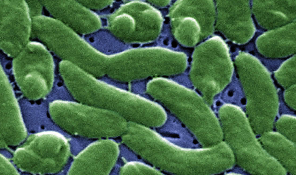 ¿Quiénes corren mayor riesgo de contraer estas infecciones?