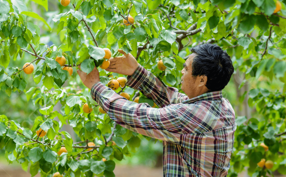 Hacia una política urbana comestible