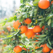 Nueva Zelanda quiere dar fruta gratis para combatir el hambre