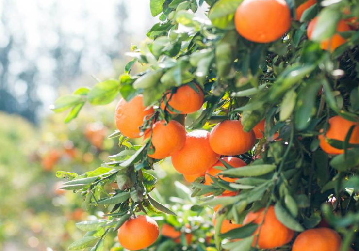 Nueva Zelanda quiere dar fruta gratis para combatir el hambre
