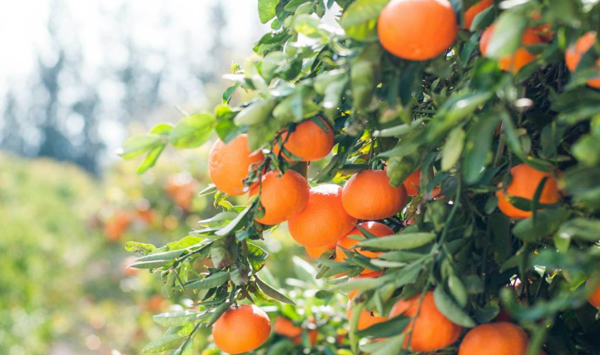 Nueva Zelanda quiere dar fruta gratis para combatir el hambre