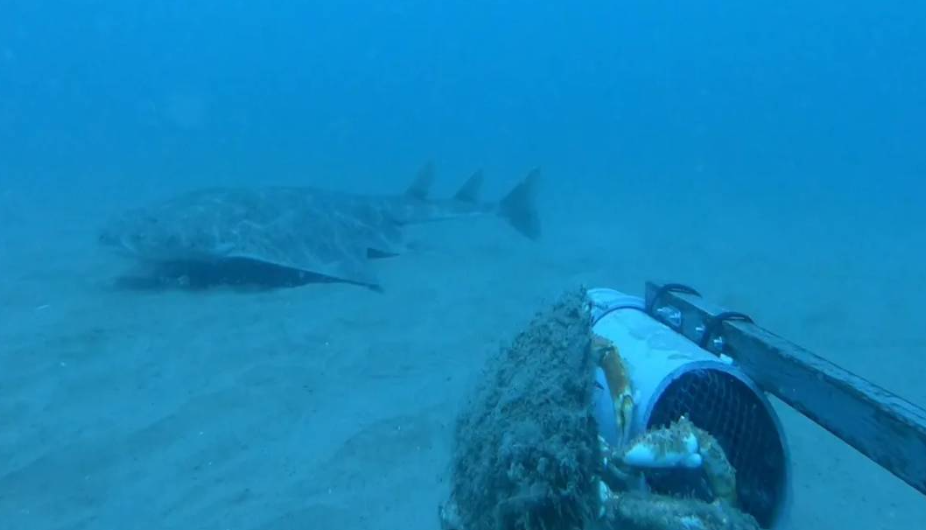 ¿Qué es el tiburón ángel y por qué está en peligro?