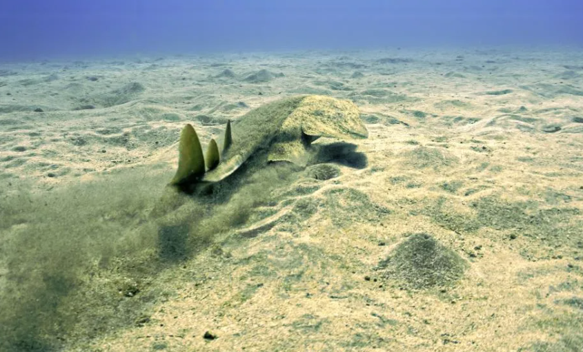 Captan tiburón en peligro de extinción en bahía de Cardigan