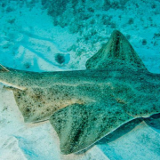 Captan tiburón en peligro de extinción la imágenes se hicieron virales