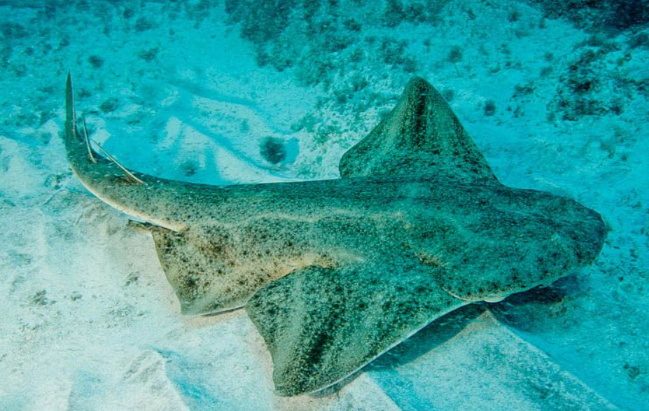 Captan tiburón en peligro de extinción la imágenes se hicieron virales