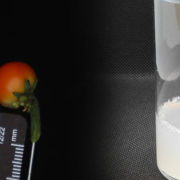 Crean primera fruta in vitro la cual puede crecer sin necesidad de una planta entera