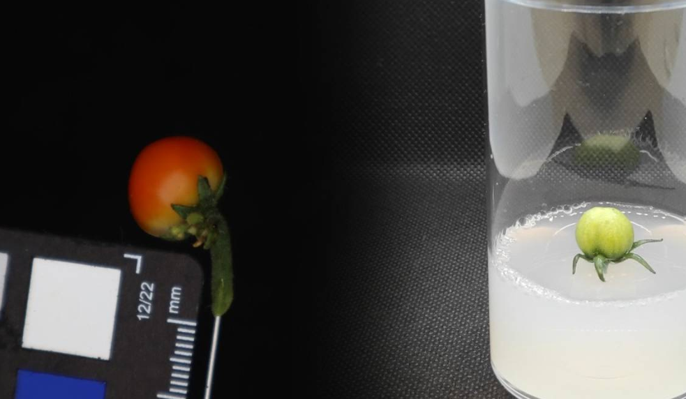 Crean primera fruta in vitro la cual puede crecer sin necesidad de una planta entera