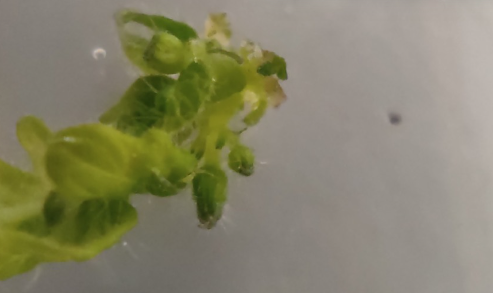 ¿Qué significa que crean primera fruta in vitro?