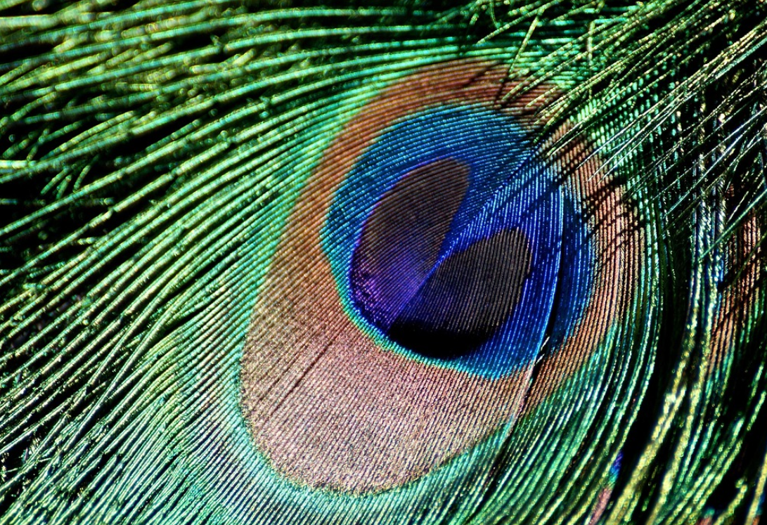 El secreto está en las bárbulas: las estructuras que activan la magia