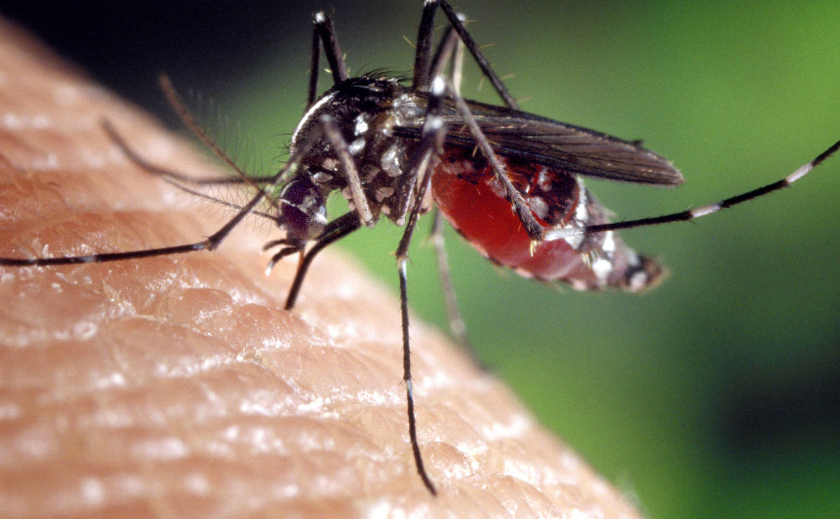 ¿Qué es el virus Chikungunya y por qué preocupa su llegada a Asia?