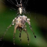 Descubren una araña que crea réplicas de sí misma y las usa como señuelo