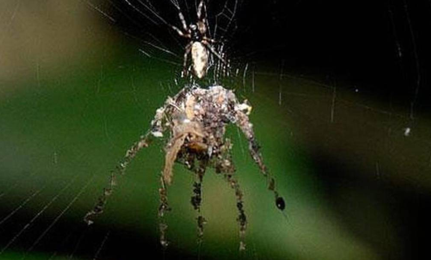 Descubren una araña que crea réplicas de sí misma y las usa como señuelo