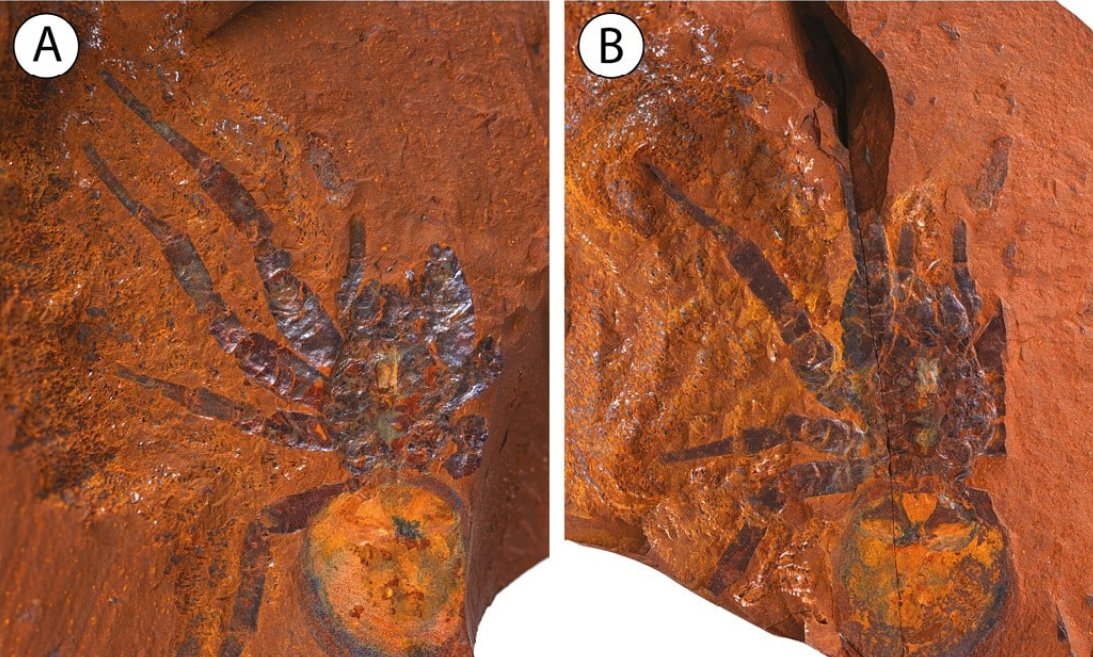 Un fósil clave para entender el pasado