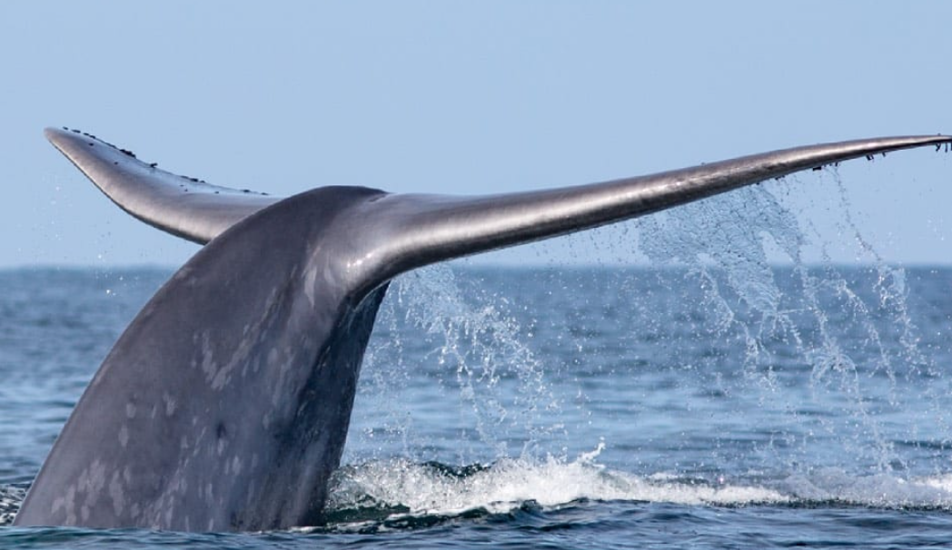 ¿Qué está provocando el silencio de las ballenas?