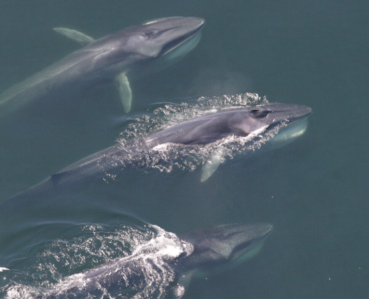 Las ballenas están en silencio y los expertos creen que es alarmante