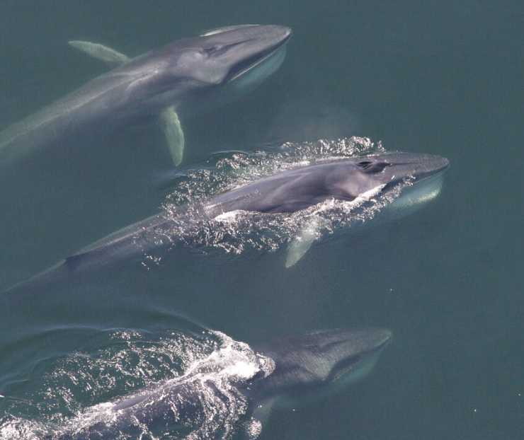 Las ballenas están en silencio y los expertos creen que es alarmante