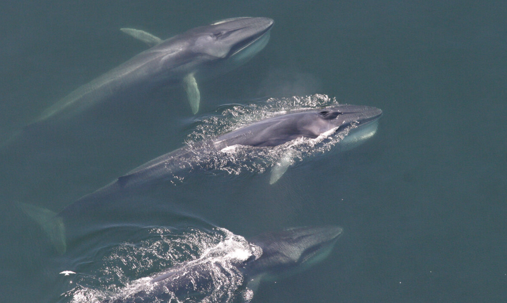 Las ballenas están en silencio y los expertos creen que es alarmante