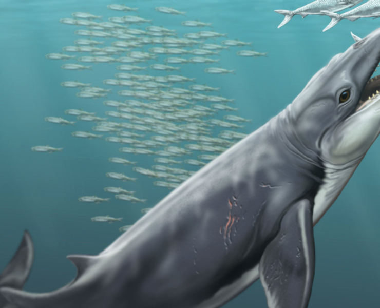 Hallan fósil de ballena de hace 26 millones de años la cual era un super depredador