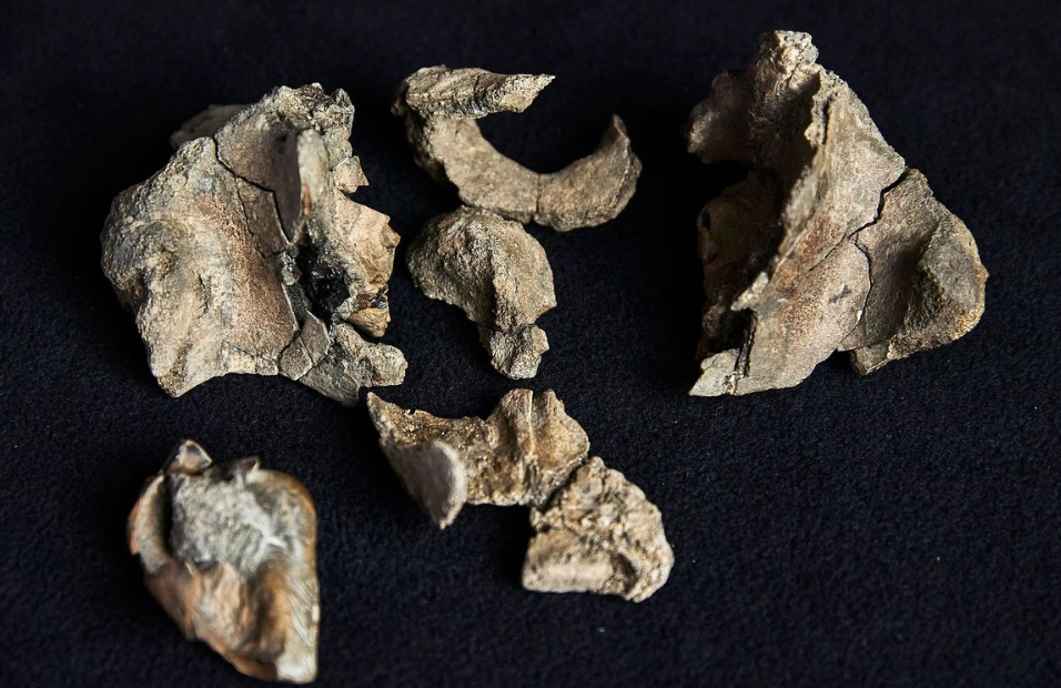 Hallazgo fósil en Australia reaviva interés por los mamíferos odóntidos