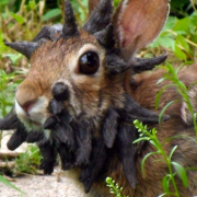 ¿Conejos monstruo? Se reportan casos de estos animales con "tentáculos" en la cabeza