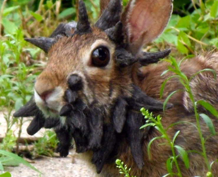 ¿Conejos monstruo? Se reportan casos de estos animales con "tentáculos" en la cabeza