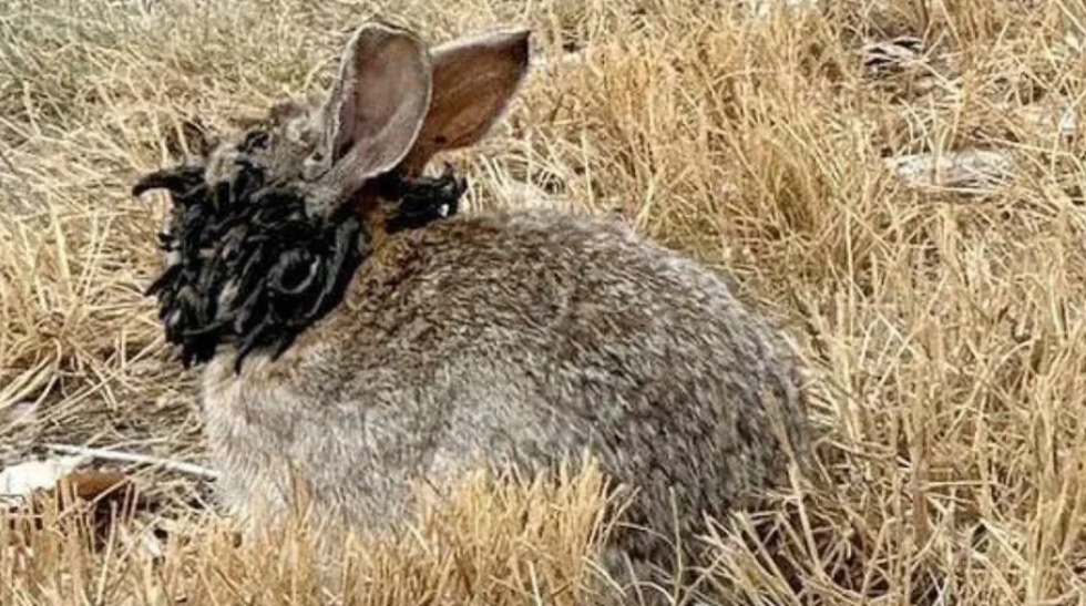 ¿Conejos monstruo? Un virus que transforma su rostro