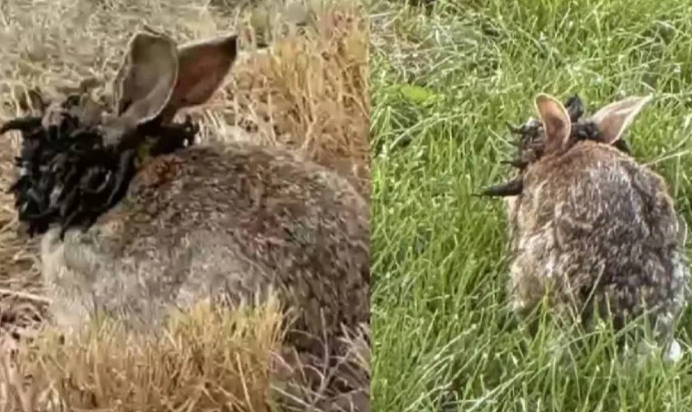 El rol de las redes sociales y el miedo colectivo