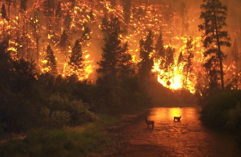 El impacto visual y ambiental del incendio en Portugal