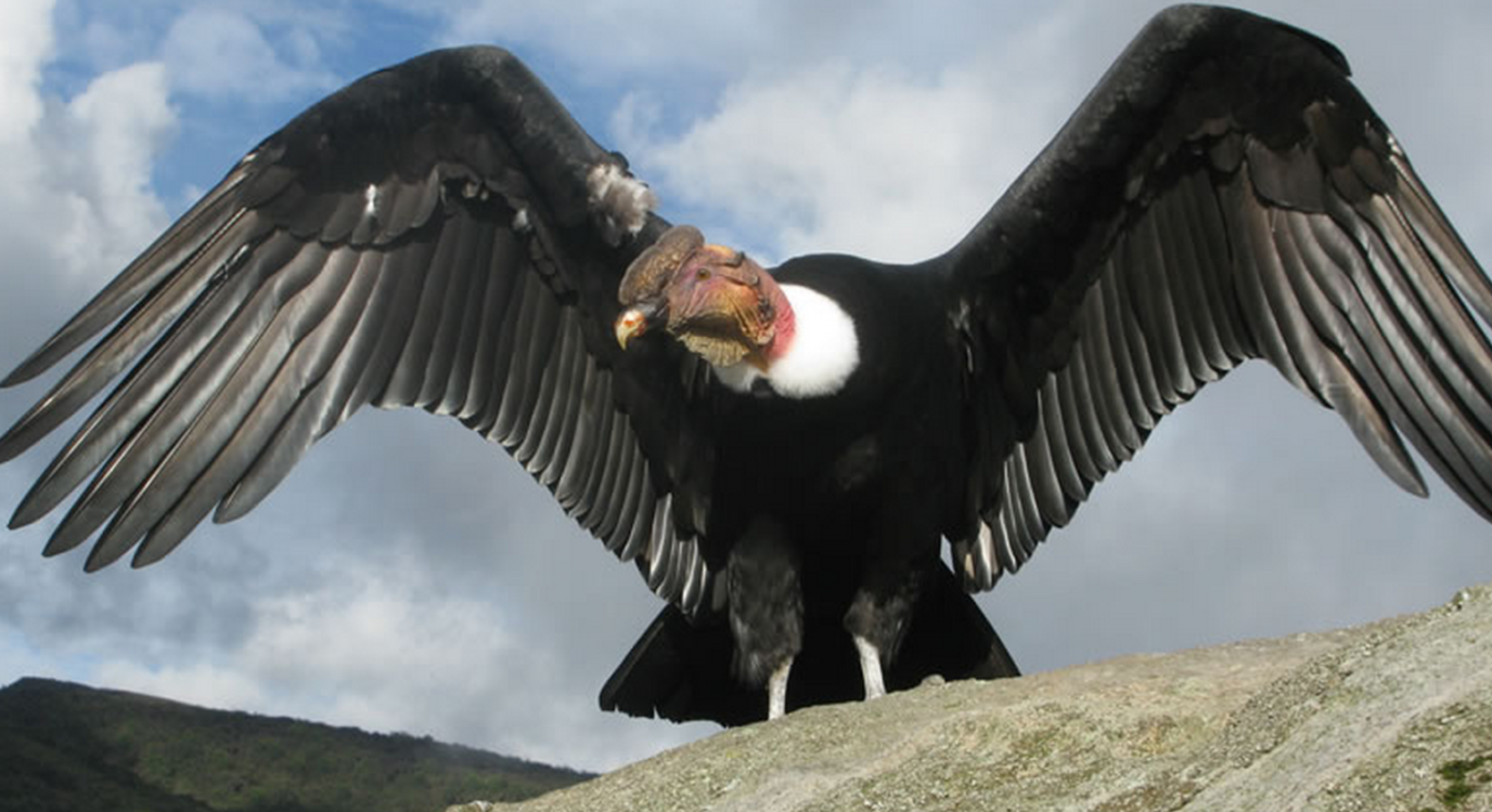 ¿Qué es el cóndor andino y por qué está en peligro?